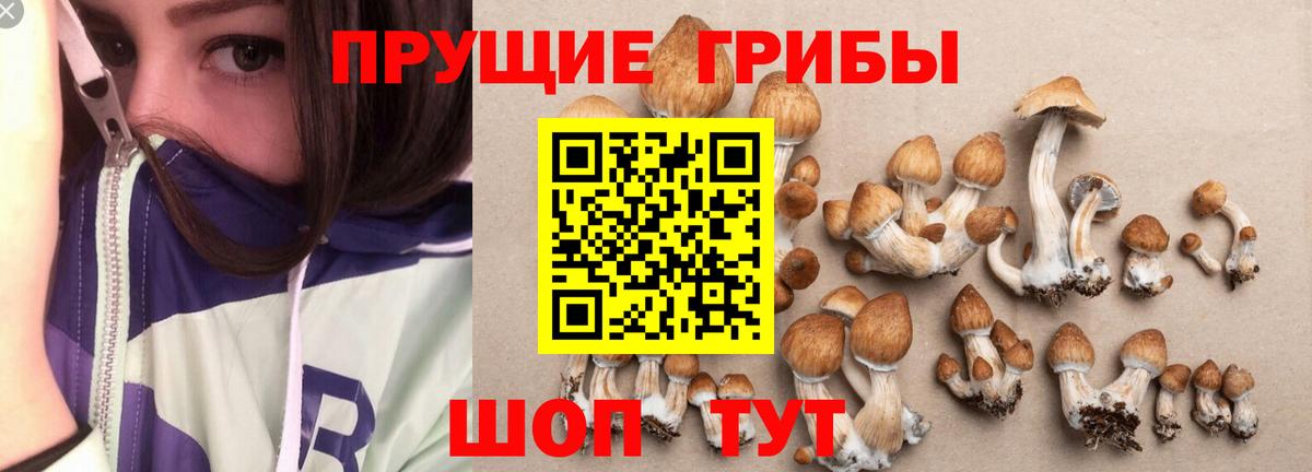 Псилоцибиновые грибы мицелий Спасск-Дальний